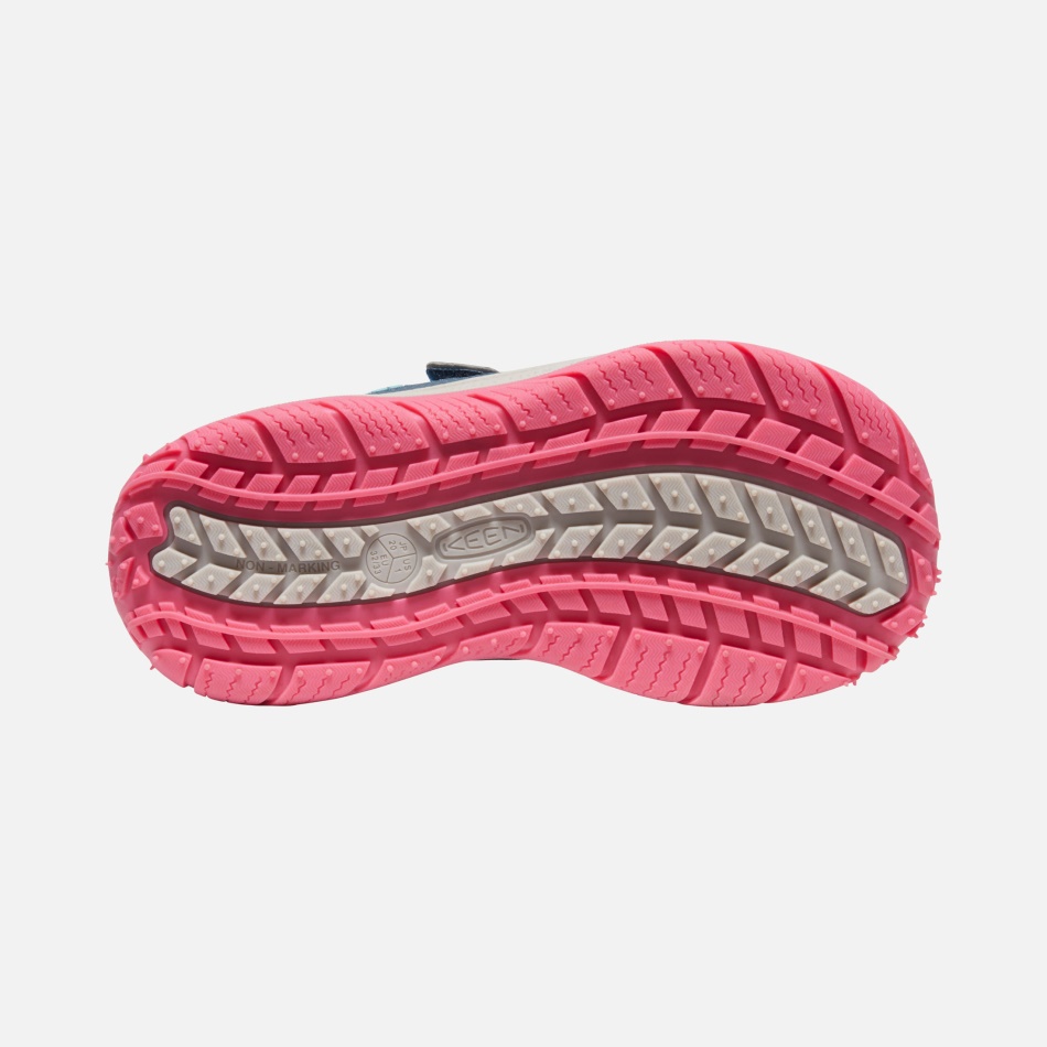 Ala Azul, Paloma De La Fruta Verde Azulado, Sabueso De Velocidad Para Niños Grandes Entusiastas