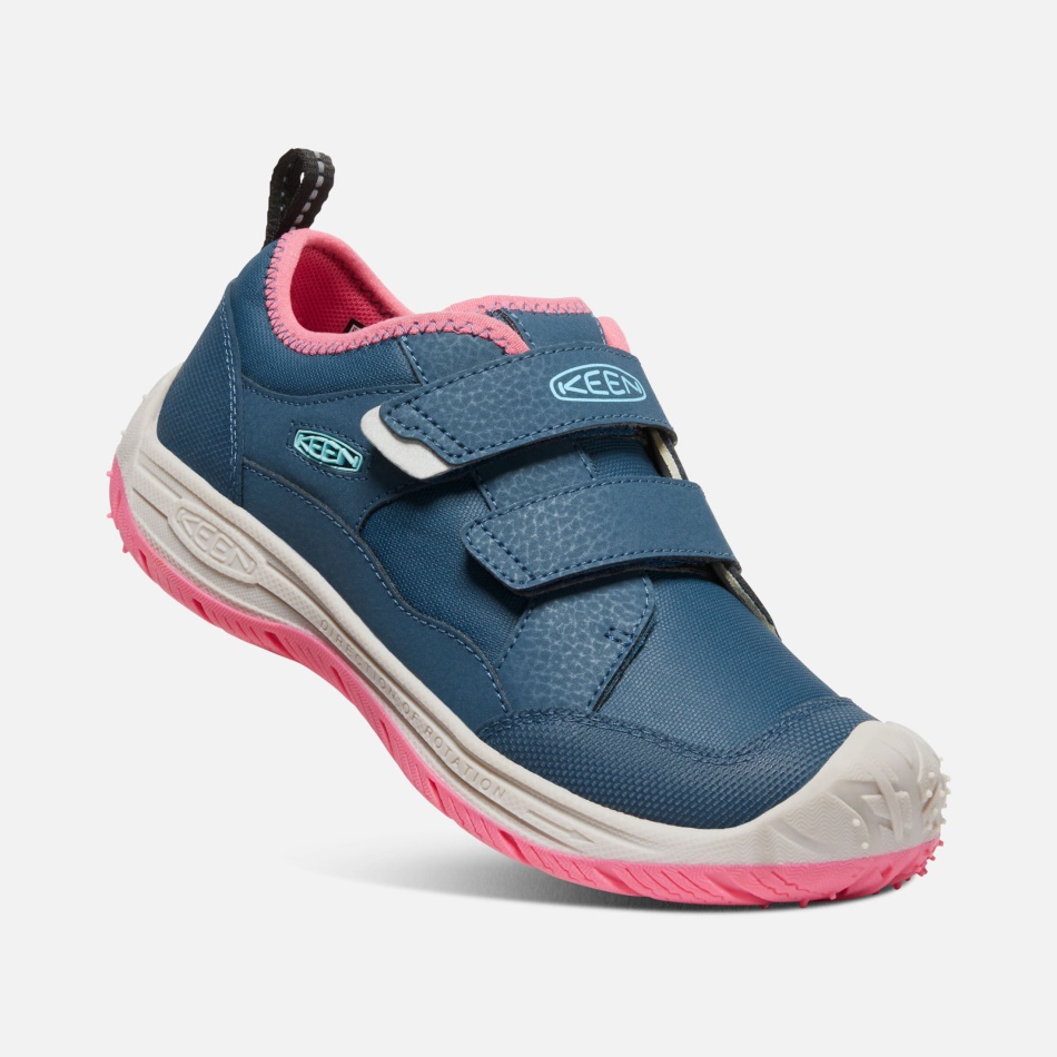 Ala Azul, Paloma De La Fruta Verde Azulado, Sabueso De Velocidad Para Niños Grandes Entusiastas